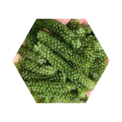 
Wholesale High Quality Fresh Salted Style Grape Seaweed Made In Vietnam Ms. Natalie Nguyen +84 399 649 467 