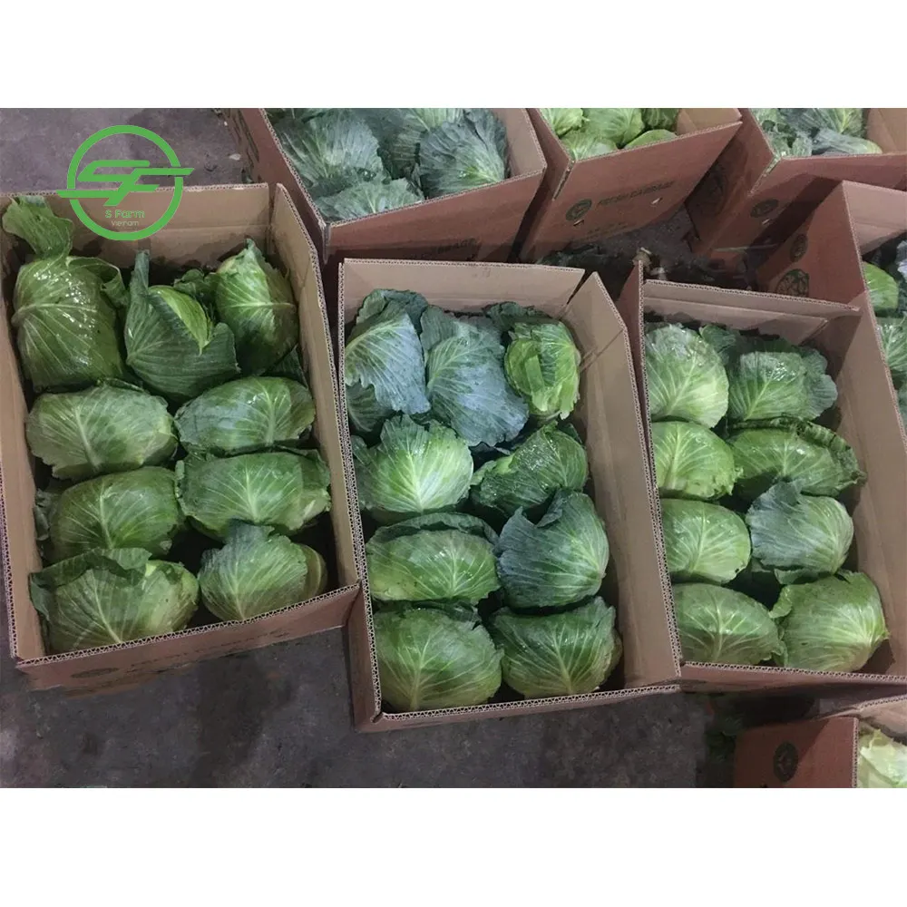 
New Crop Round Shape Vietnamese Fresh Cabbage (Whatsapp/zalo/wechat:  84 912 964 858)  (1600192362493)