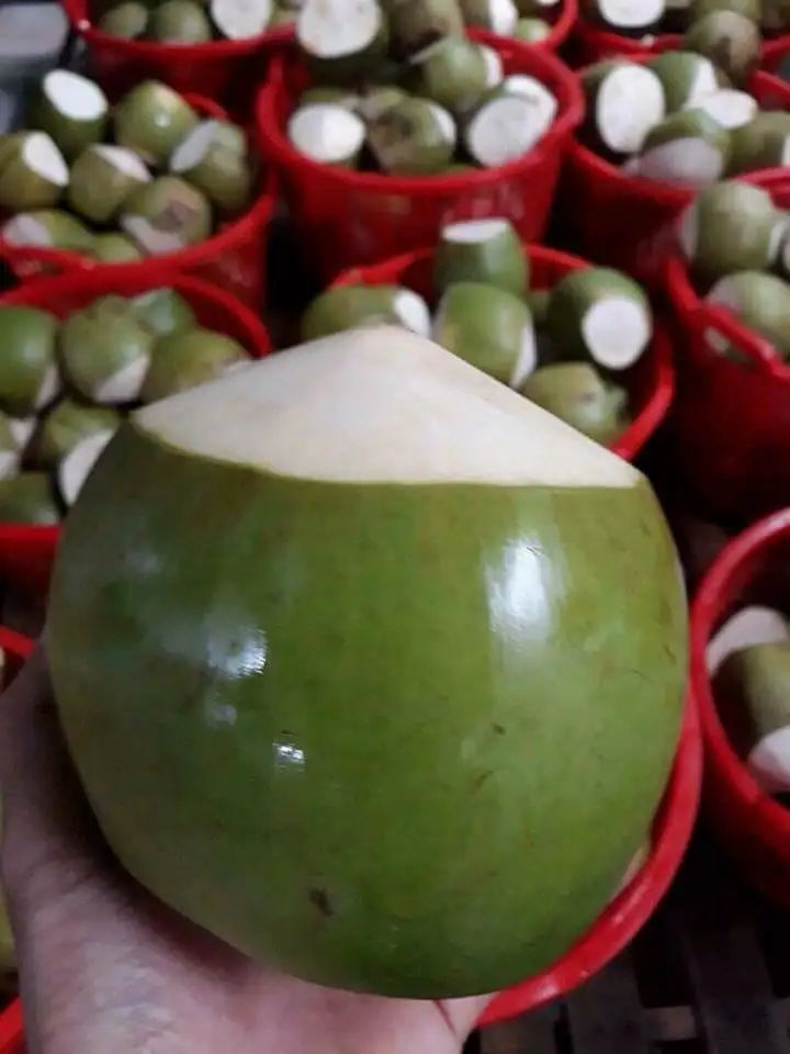 Fresh Young Coconut With High Standard From Vietnamese Supplier