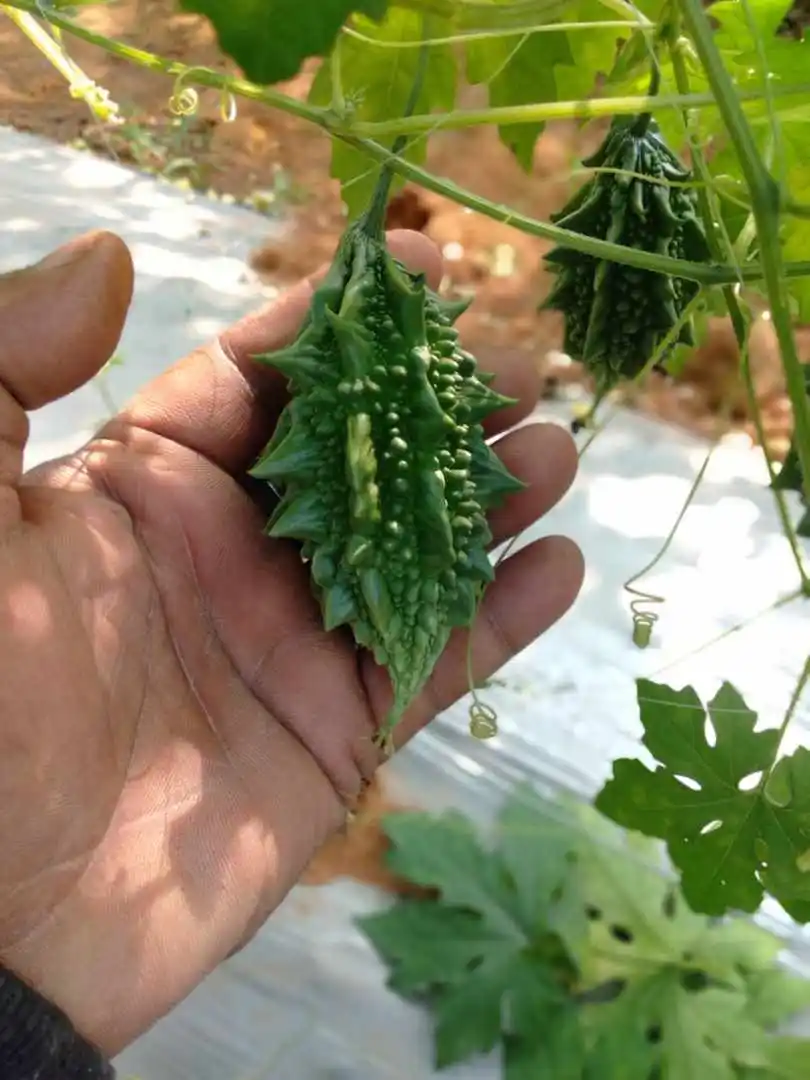  Крупные партии семян овощей семена горькой тыквы SHIVAM (OP) для Южной Африки