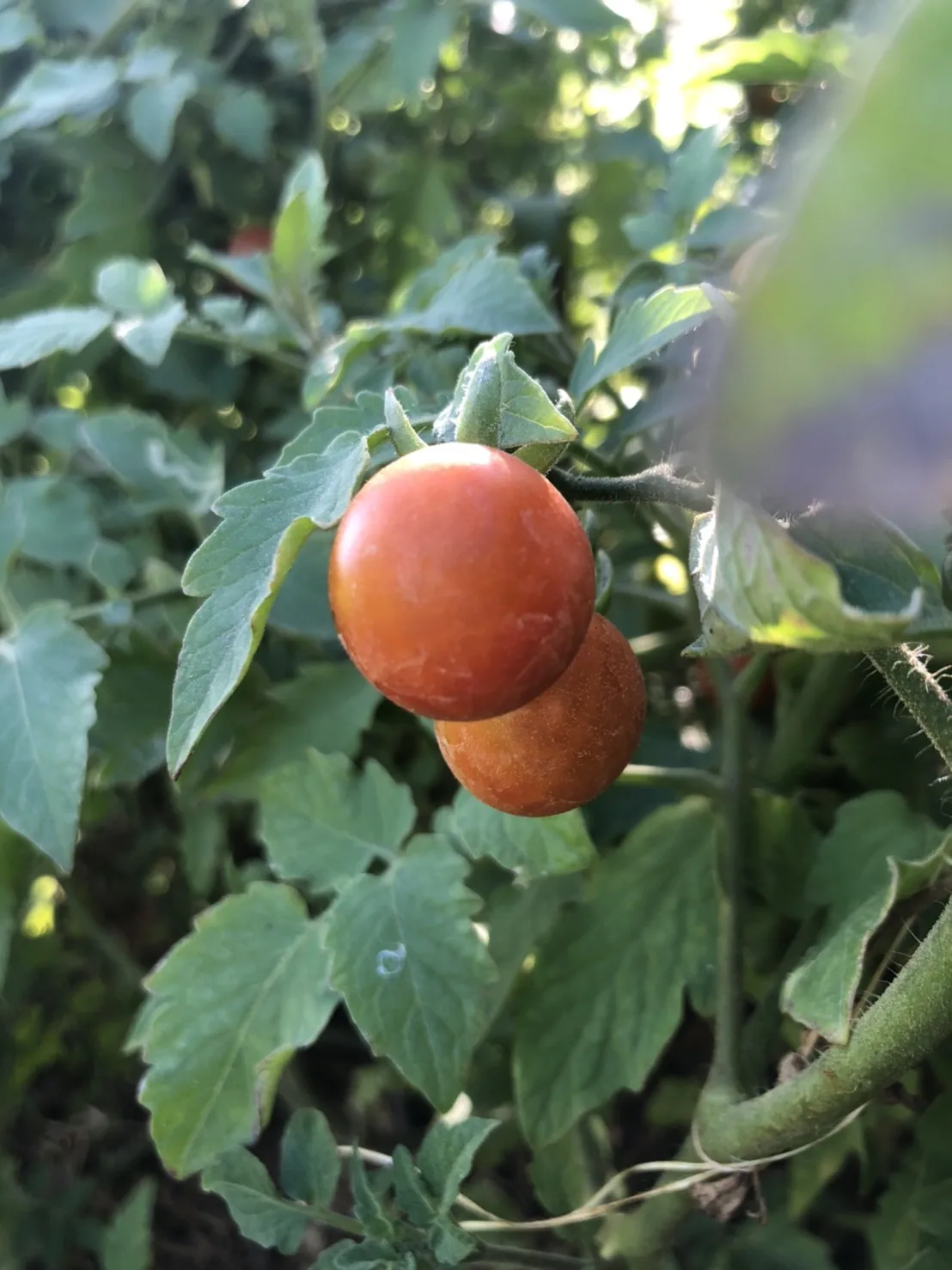 
High Quality 90% - 100% Maturity Red Fresh Organic Cherry Tomato From Thailand 