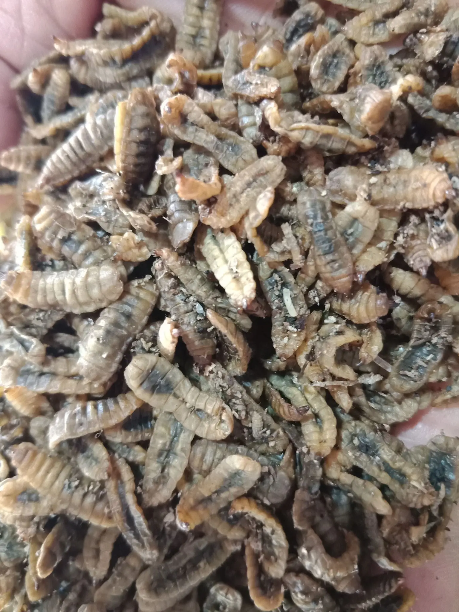  Корм для животных с оригинальным вкусом 100% от Vietam 2021 // Ms Sofia + 84 789946878