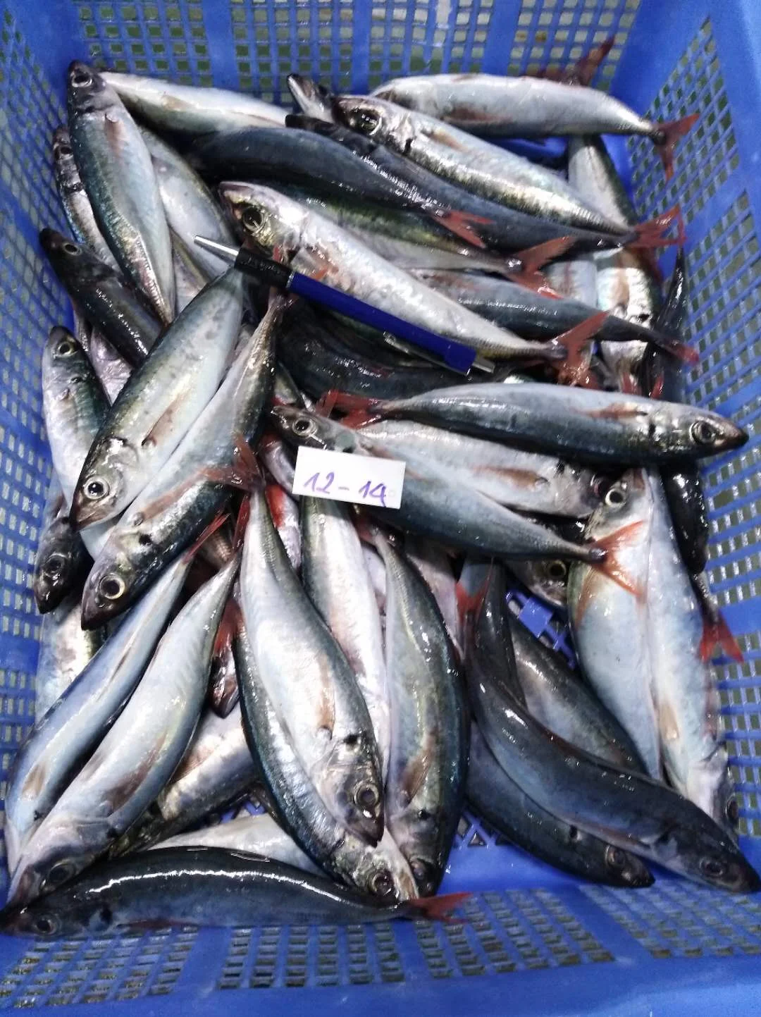 FROZEN NATURE Whole Body Decapterus Kurroides Redtail Scad with 2 Years Shelf Life