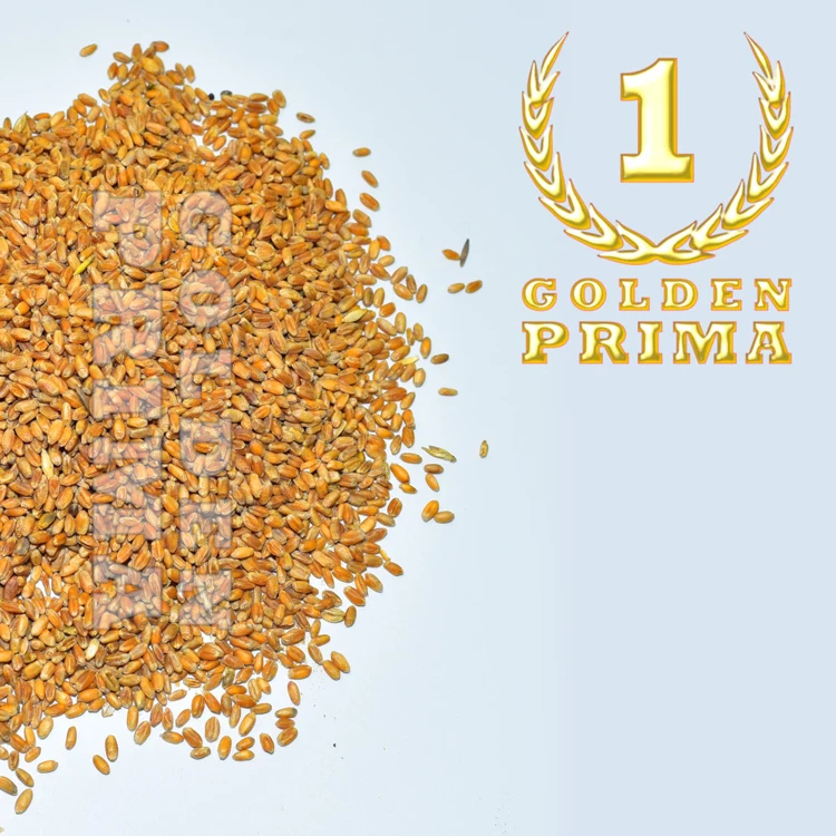 100% Natural organic quality wheat grain for sale, agricultural production