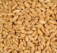 Wheat Grain