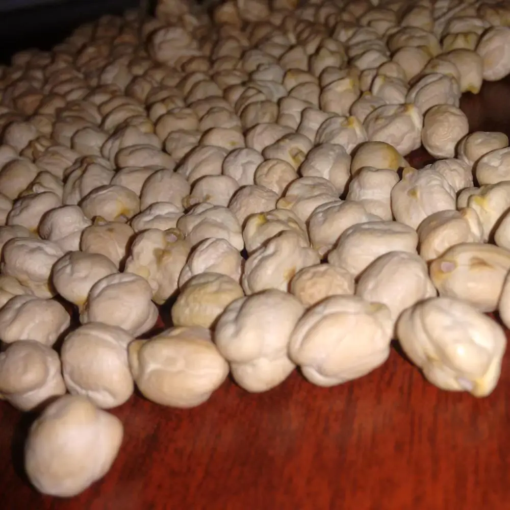 CHICKPEAS 1.jpg