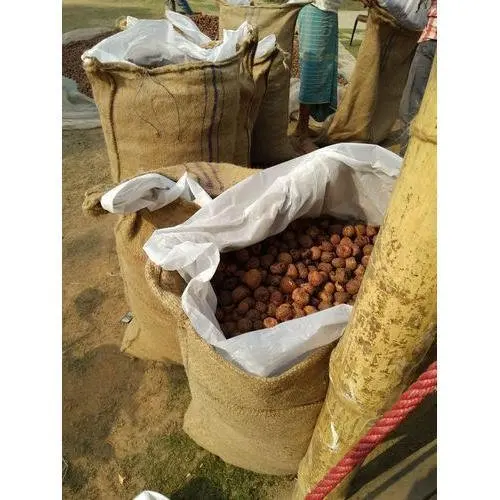  Особая продукция betel nut по конкурентоспособной