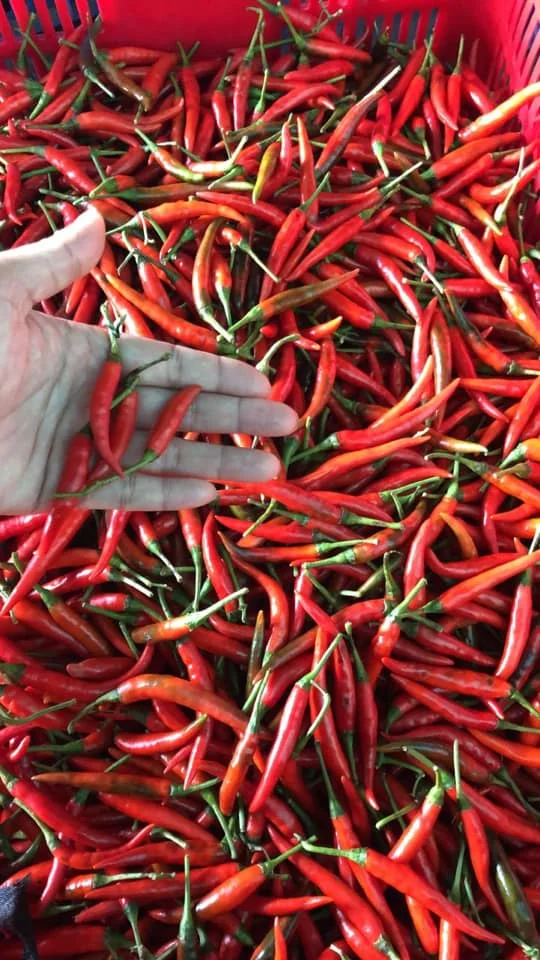  Поставка сушеного перца чили красный сухой MS ANNA + 84902804571