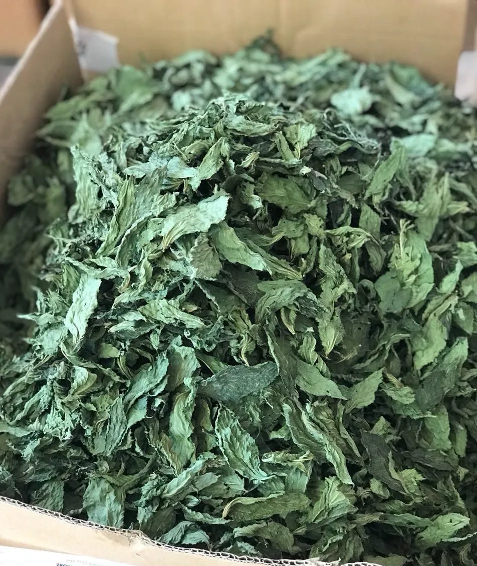 
dry whole molokhia leaves high quality low prices sun dried 