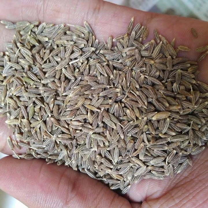 
Cumin seed Exporters 