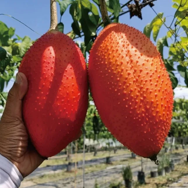 Giant Spine Gourd Enzyme Drink Gac Fruit