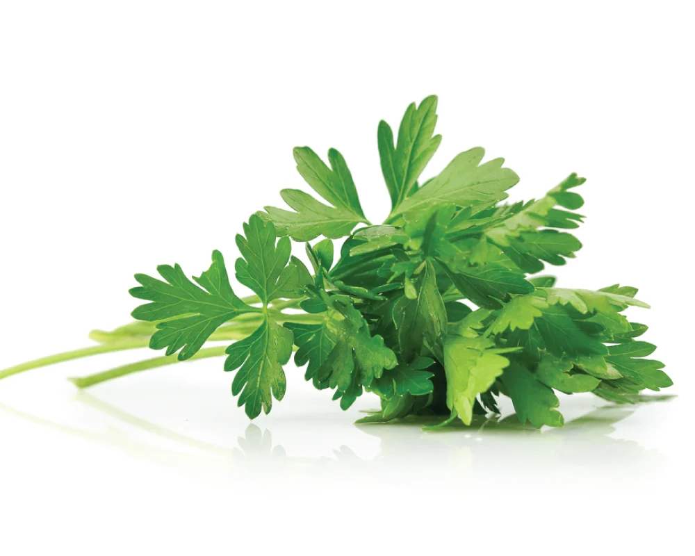 Parsley Seed Organic Essential Oil For Treating Arthritis