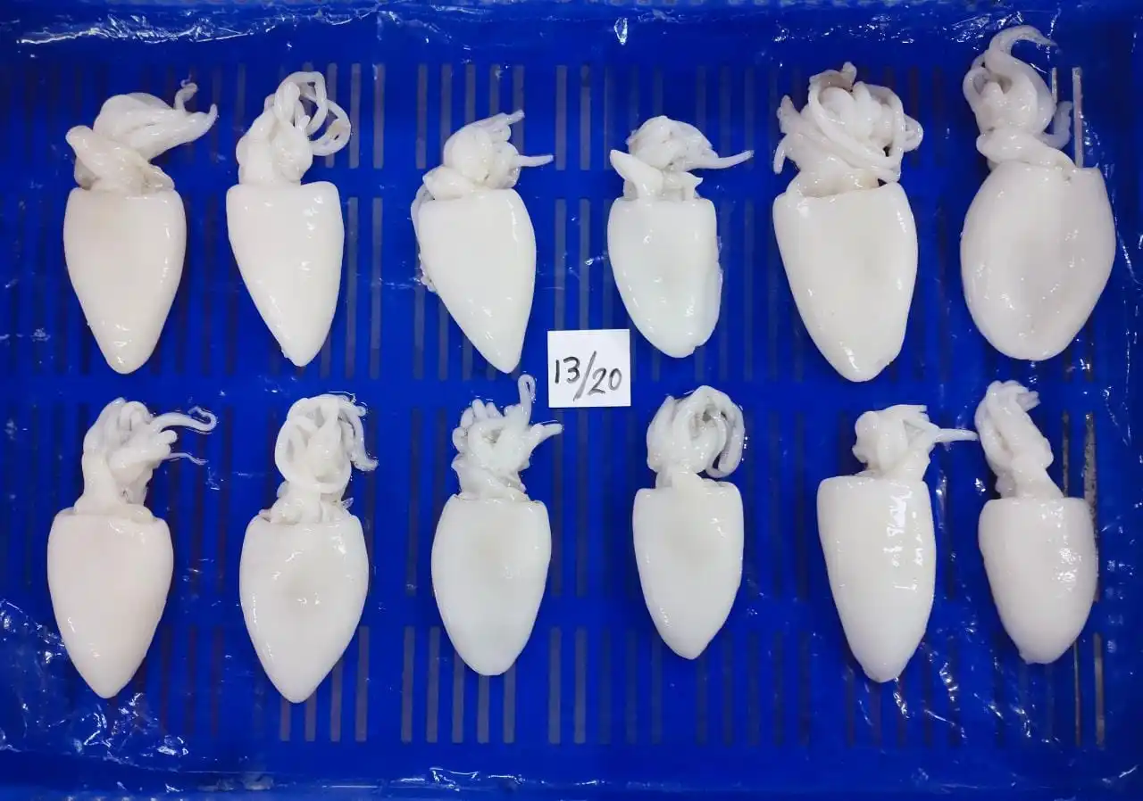 Individual frozen Cuttlefish whole cleaned from India, Cuttlefish frozen