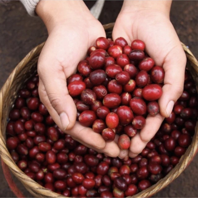 Премиум кофе Арабика катимор