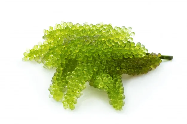 
100% Fresh Export Standard Quality Sea Grapes Wholesale Origin Viet Nam 