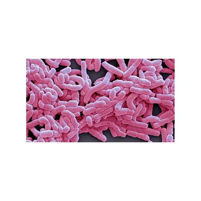 Nutritional Supplement Probiotics lactobacillus casei - Zealmax Biopharma