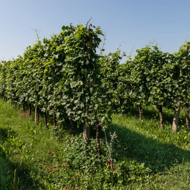 Special for Christmas Italian Dry Red Wine Pinot Nero I Feudi di Romans 0,75 L Wine botte Red Wine Bottle For Sale