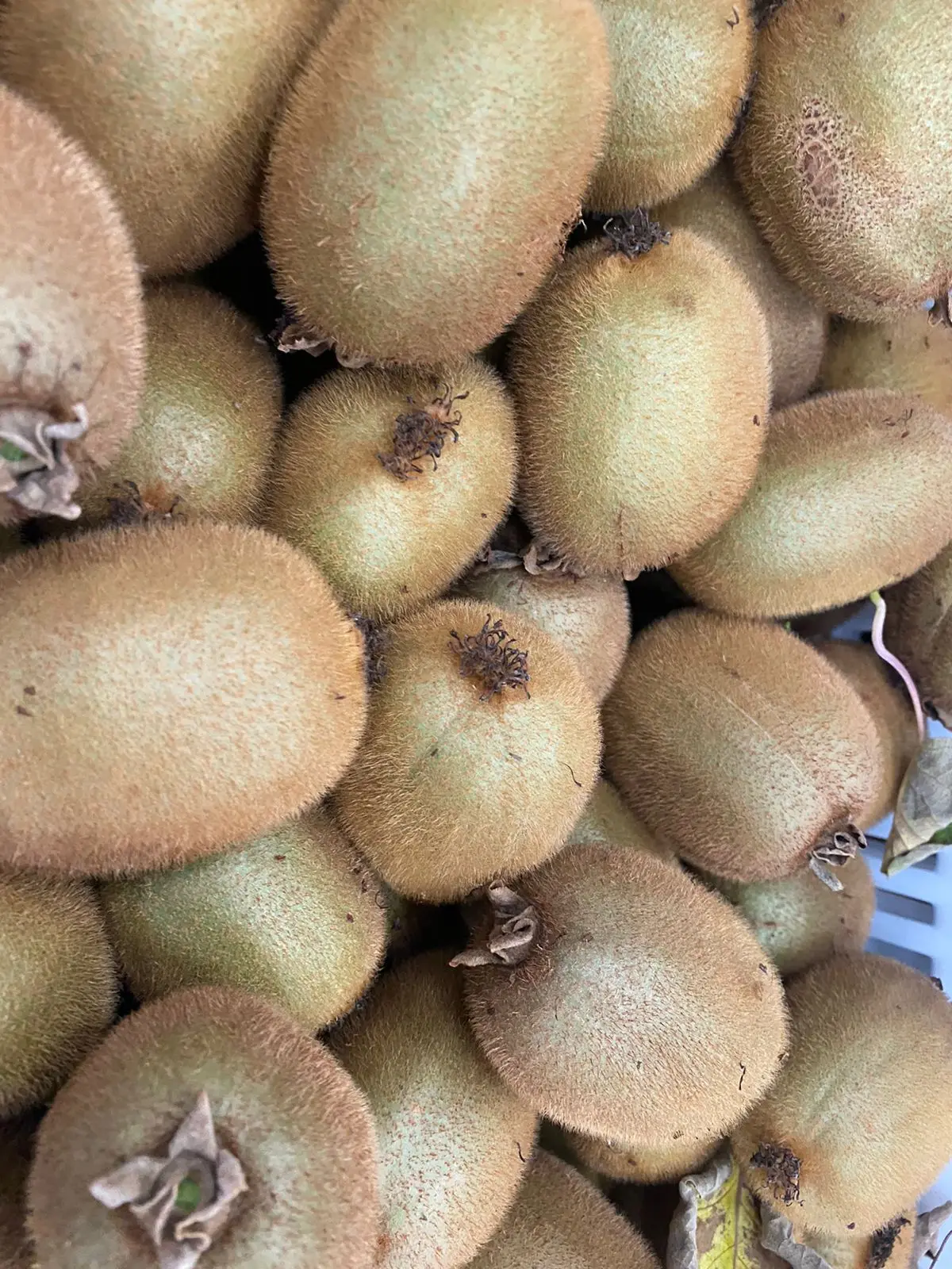 Hayward Kiwi origin Greece all sizes available