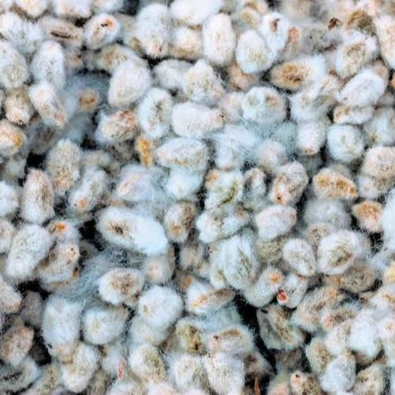 
Buy Cotton Seed Hull / Mushroom Cultivation 