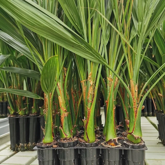 200000 растений в месяц посев тканей саженцы