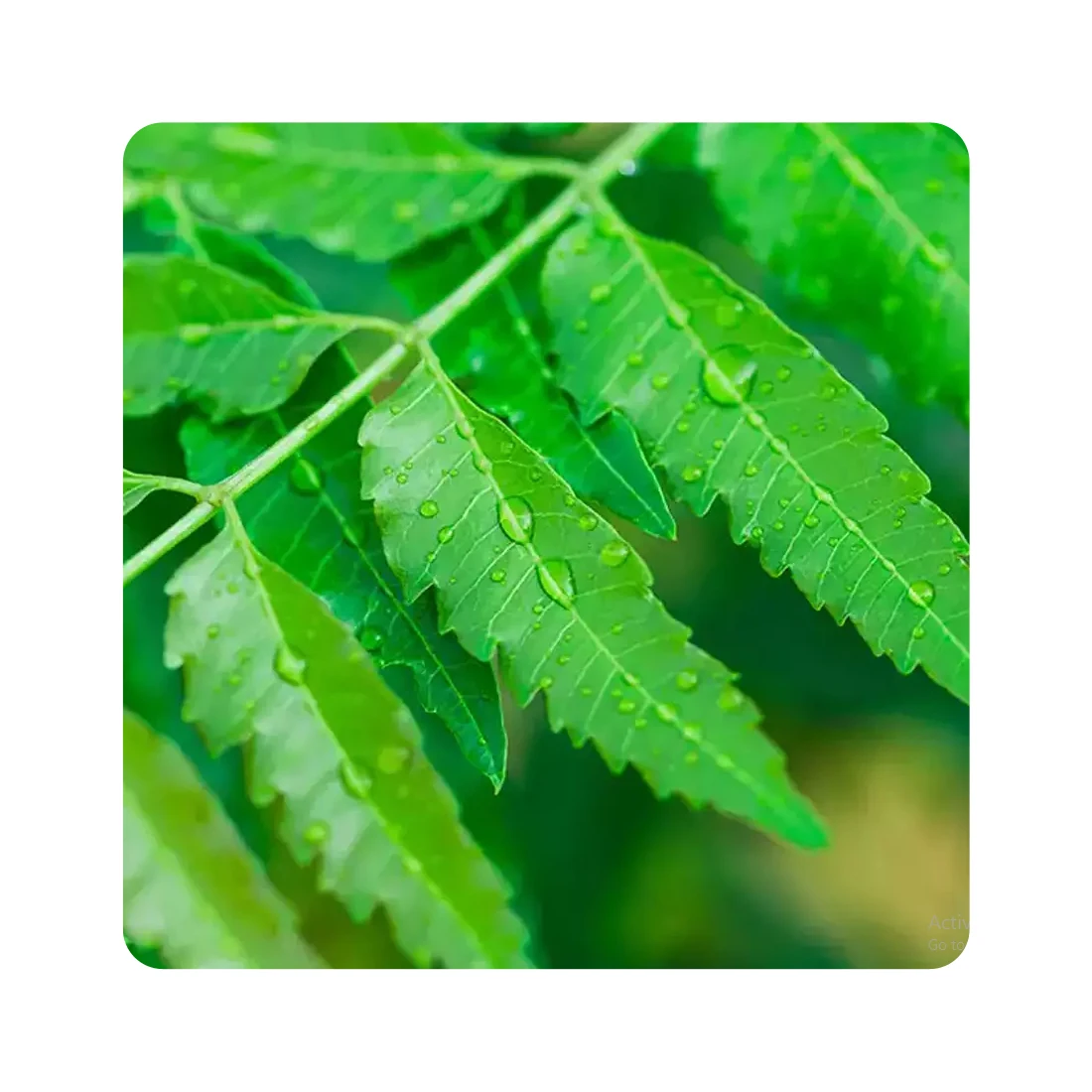 Best Quality Ayurvedic Organic Neem Powder for Hair Manufacturer in India