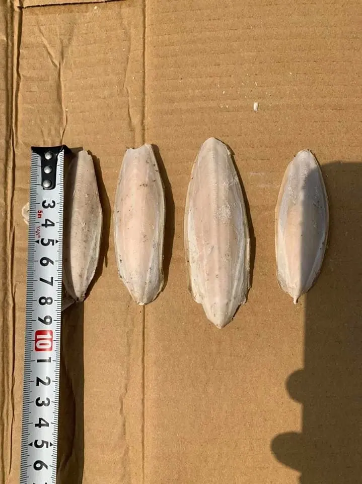 Лучшая цена на кости для морской слепки горячая Распродажа контакты Ms Sandy + 84 587 17 сушеные Премиум-качества птиц