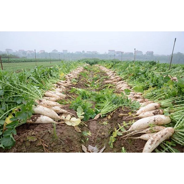 Fresh Super Delicious Taste Premium Quality White Radish - Whole Fruit Export