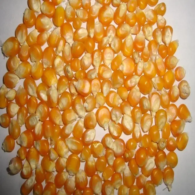 
 Non GMO White maize/corn  