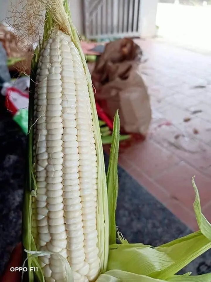 
Fresh Corn From Vietnam 
