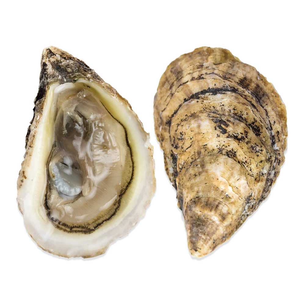 
Top quality god quality clean fresh live whole frozen oyster 