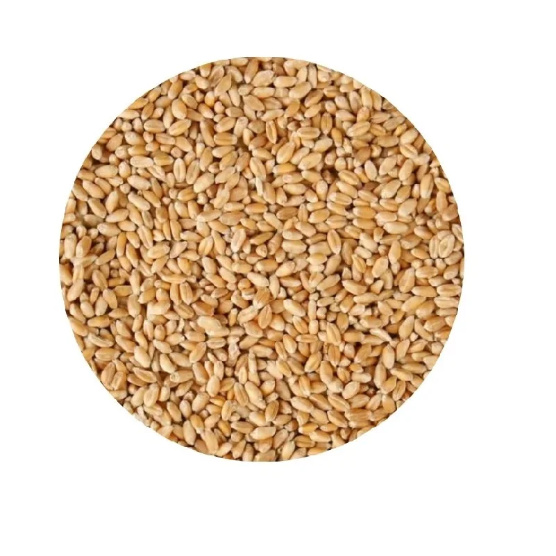 
100% Organic Cheap Long Wheat Grain 