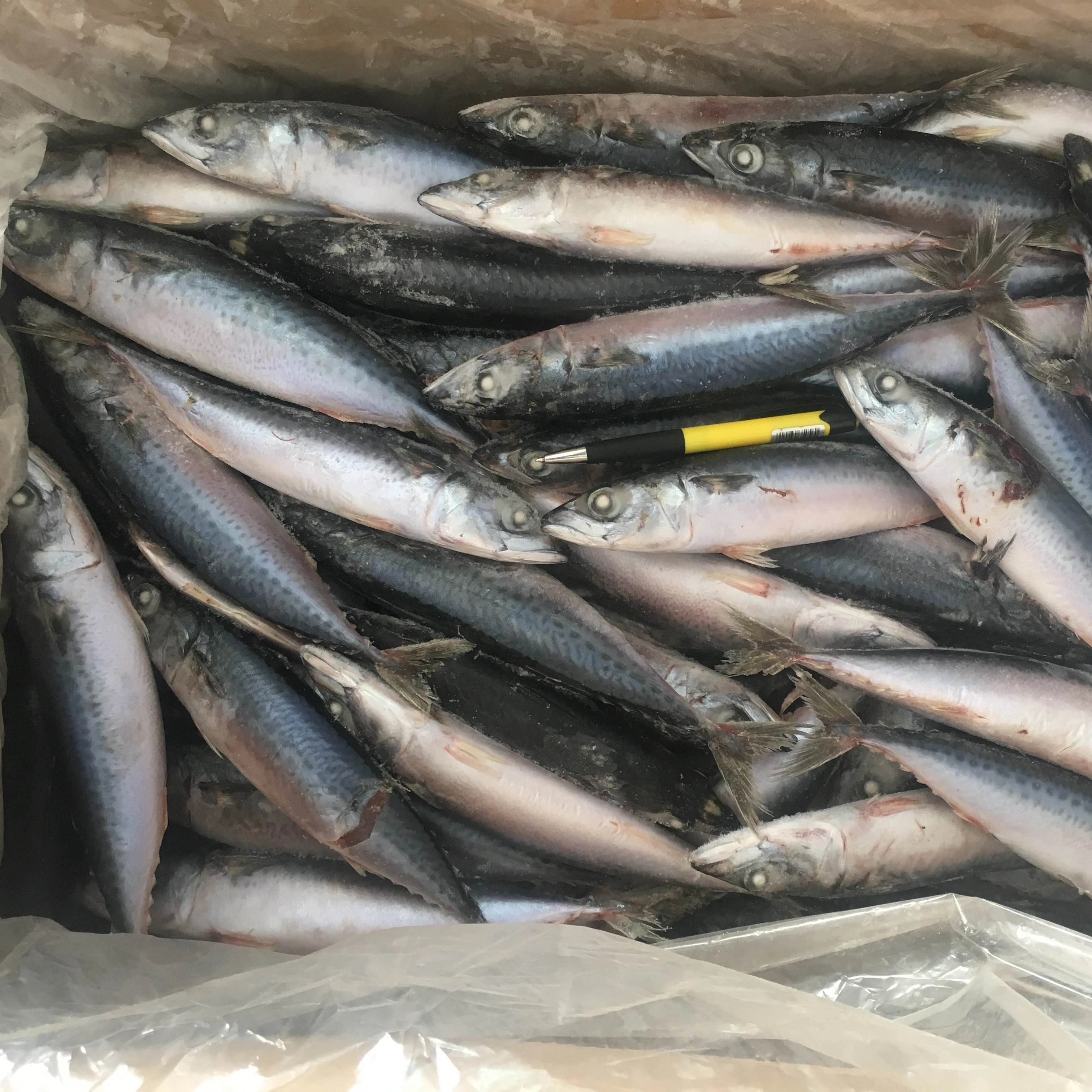Sardine Wholesale Frozen Sardine for Canning Whole Round Price Frozen HGT Sardine