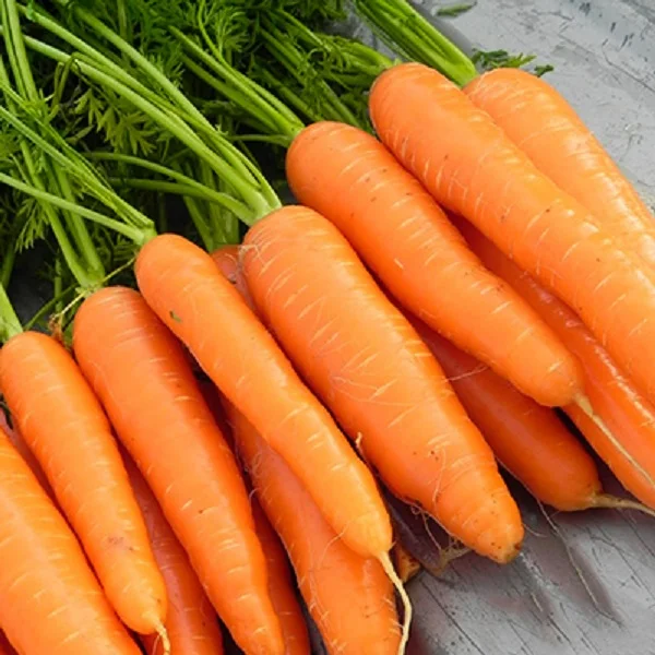 
Delicious and Crunchy Organic VIETGAP Certification 80g-300g Per Piece Fresh Carrot 