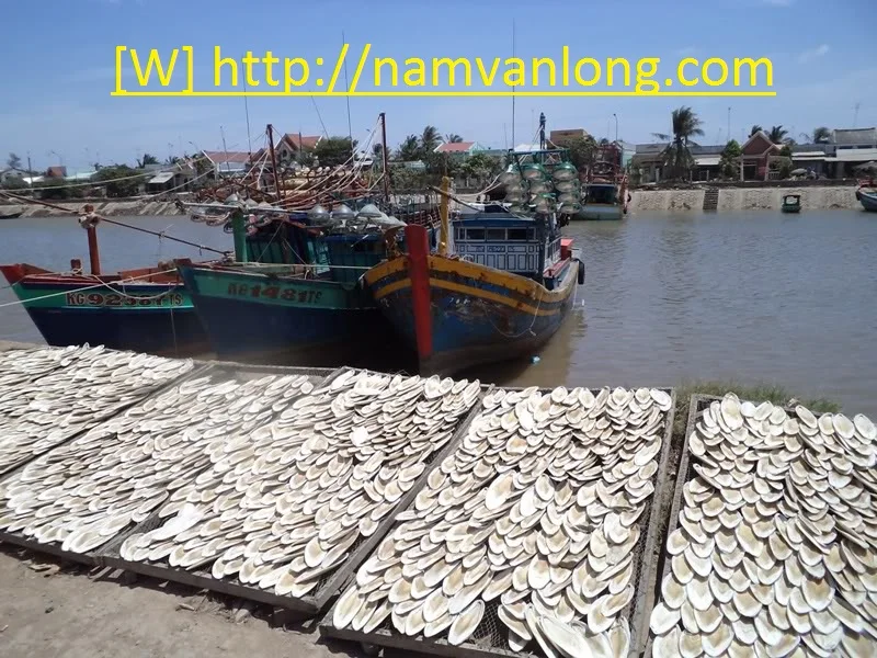 Очищенная обрезанная/НЕОБРАБОТАННАЯ косточка с низкой ценой/Высококачественная Для морской рыбы разных размеров оптом из Вьетнама 2021