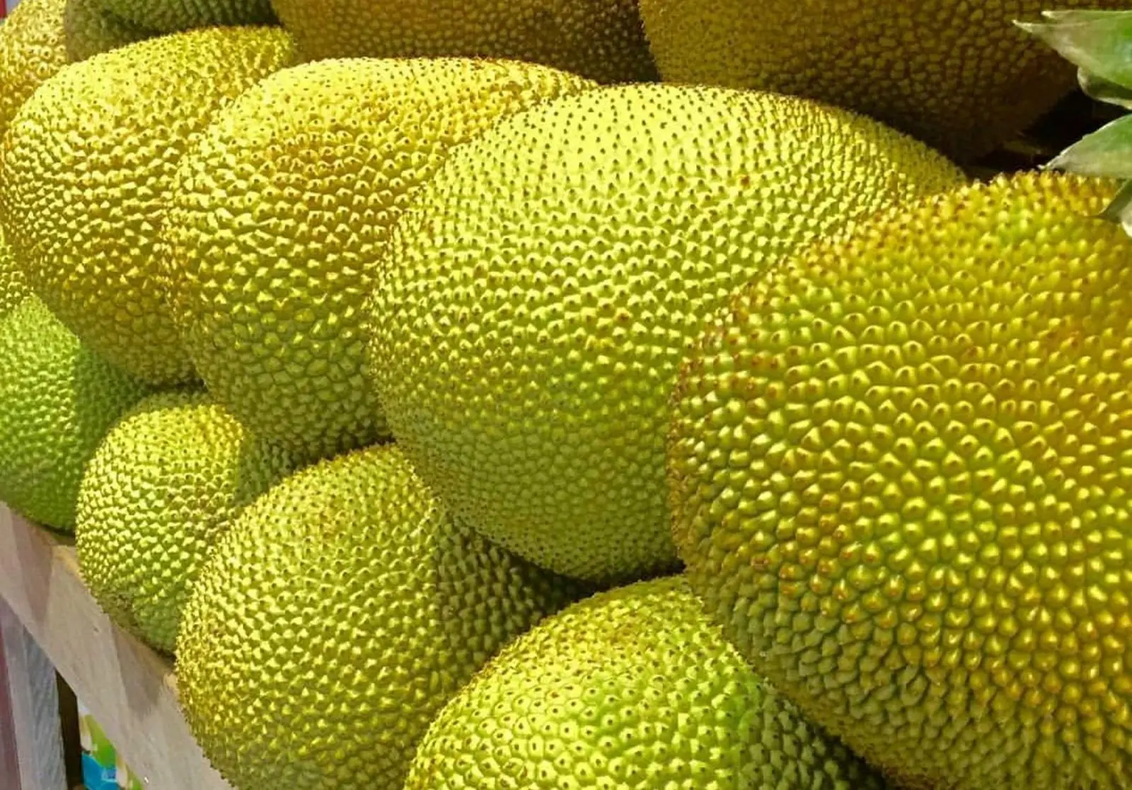 
Vietnam Fresh Jackfruit No chemichals (WS: +84904230236) 