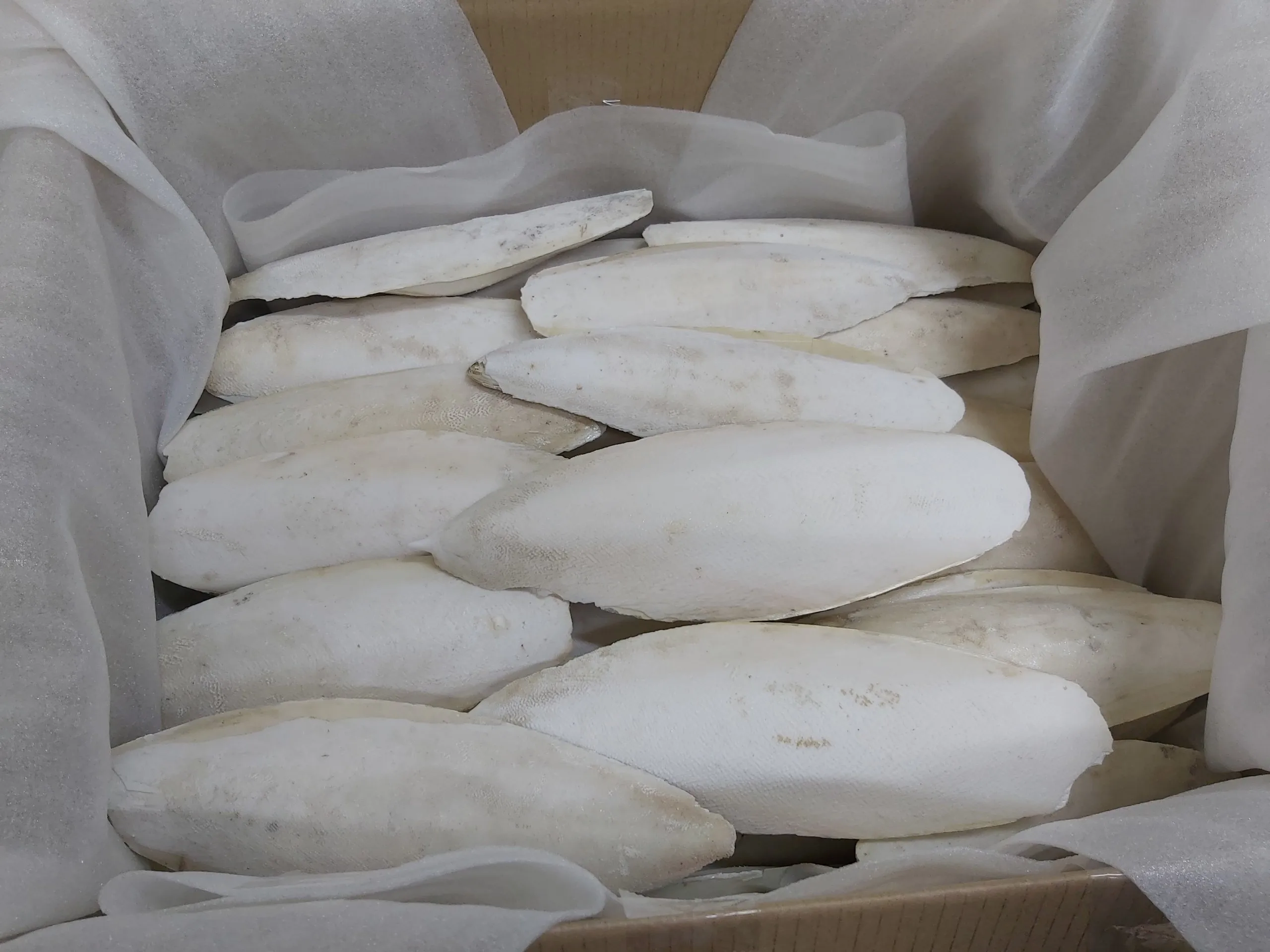 Вьетнам сушеные кости для морской слепки/кости рыбы-аксел + 84 38 776 0892