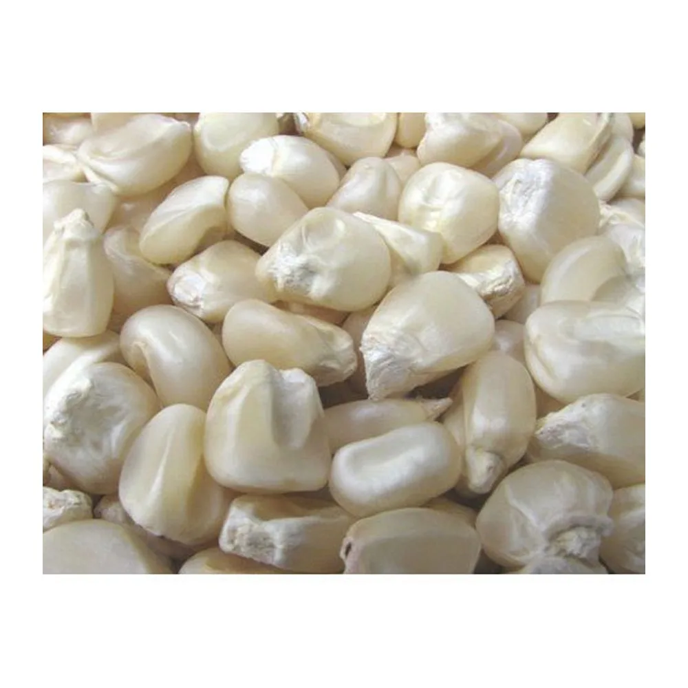 
Top Grade White Corn Maize For Animal Feed avaialbe 