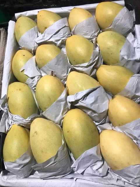 Keo манго (зеленая и желтая кожа)/свежее Вьетнам/Хелен N + 84374288086