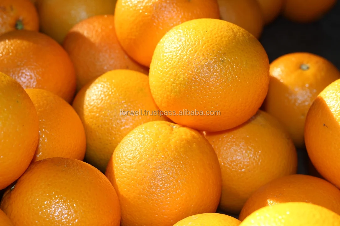 Fresh Valencia Orange/Fresh Mandarin Orange/Egypt oranges