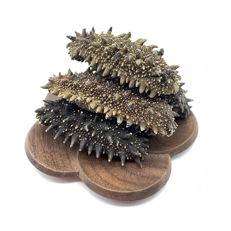 Greece Dried Wild sea cucumber Simonfish Amsterdam High Quality Sea Cucumber For Sale greek polii tubulosa