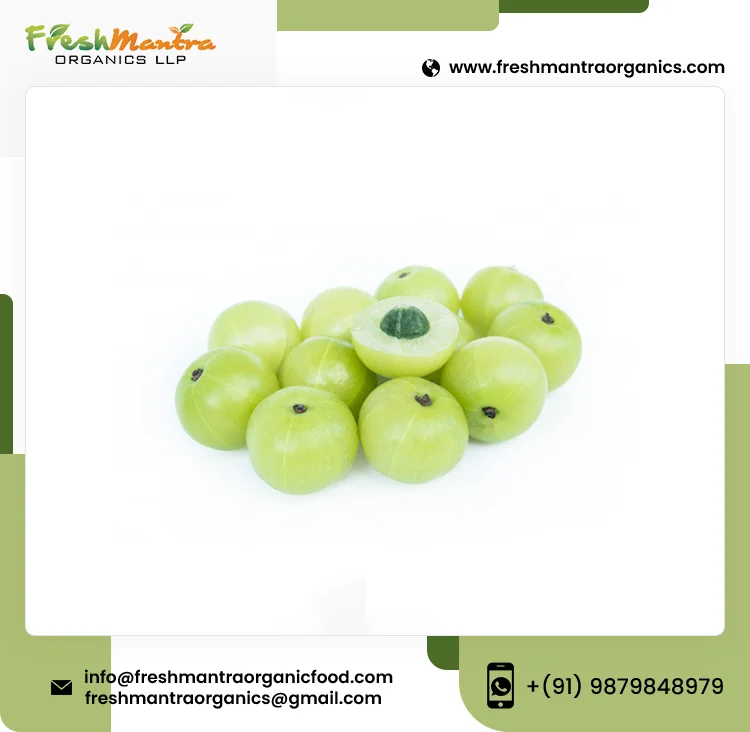 100% Natural Phyllanthus Emblica Pure Amla Powder for Medical and Beauty Benefits