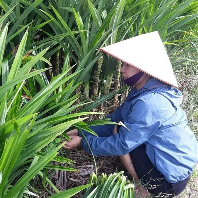 Листья Pandanus из Вьетнама-оптовая продажа свежие/замороженные/сушеные