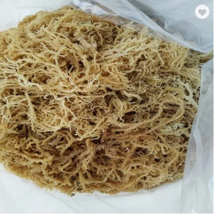 Золотой морской Мох/лучшие моряки для изготовления геля из Вьетнама океан/Вики + 84 90 393