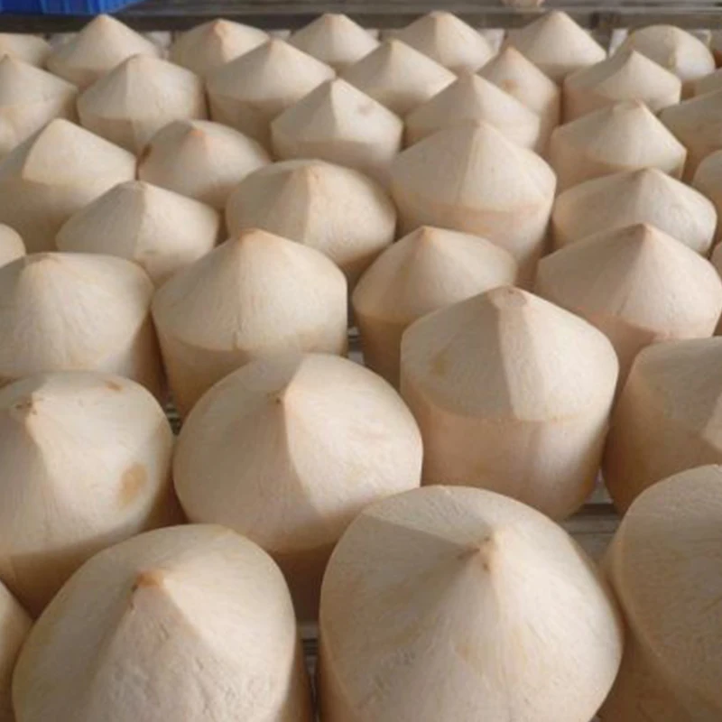 Высококачественный свежий кокос вьетнамский продукт оптовая продажа Кокосовая/молодая Кокосовая продукция в форме алмаза оптом готовая к отправке
