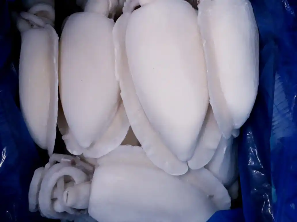 Frozen whole cleaned Cuttlefish, individual frozen cleaned cuttlefish from India