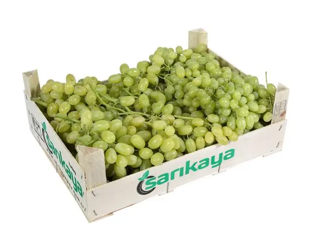 
Fresh Grape Thompson 