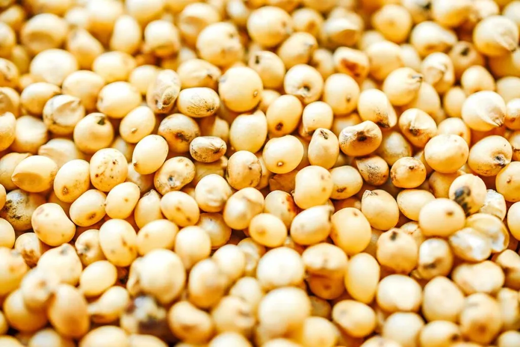 Indian Manufacturer of Top selling product Of 2022 Grain Sorghum Bulk Red and White Sorghum at Affordable Price