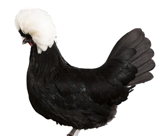 Fertilized egg of special chicken breed Nun Fizan from Turkey best price High Quality