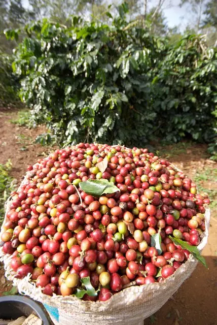 Green Arabica Coffee Bean