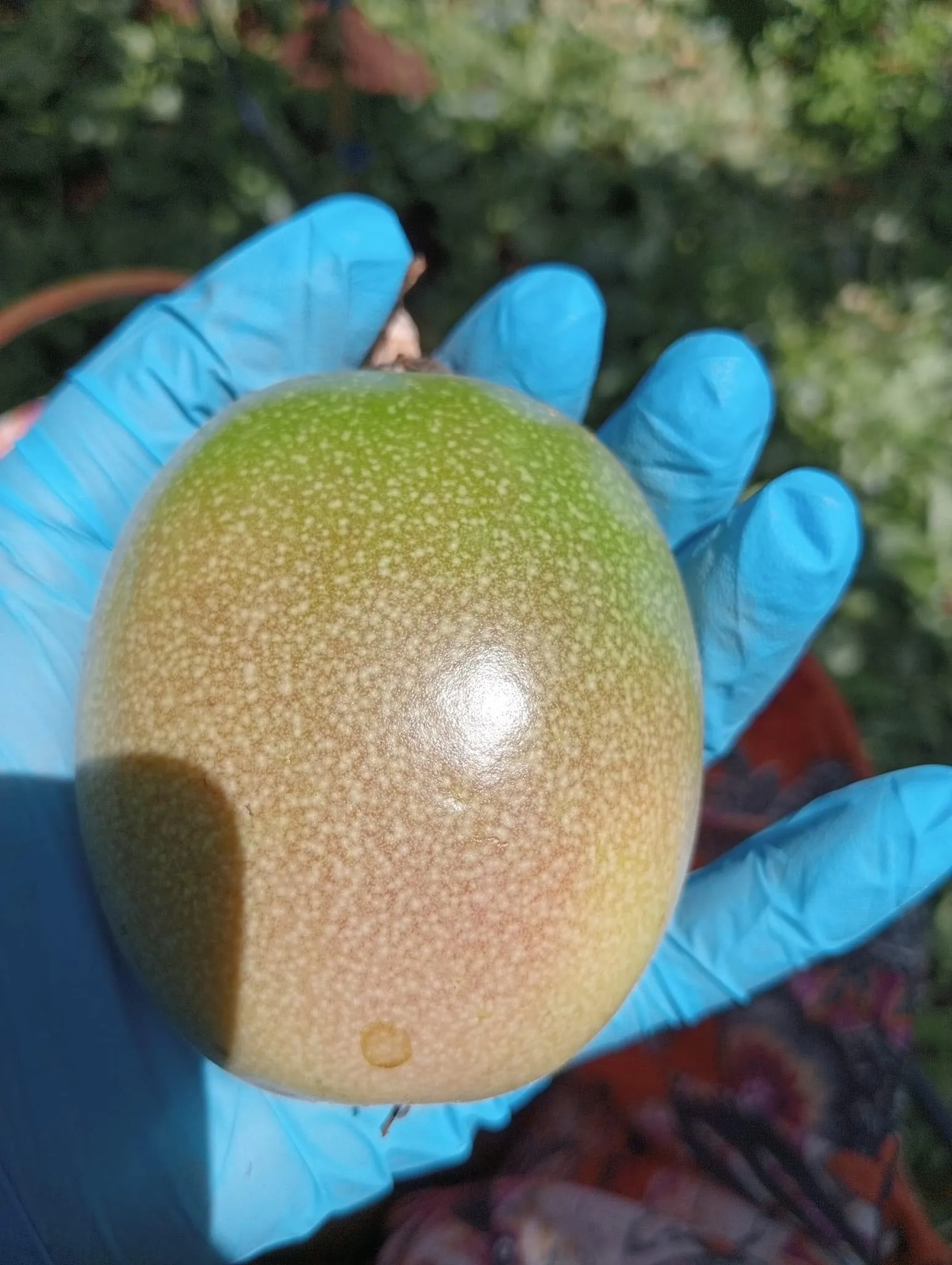 Wholesale FROZEN PASSION FRUIT PULP from Vietnam